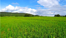 黨建引領|村企共建,讓鄉村振興跑出“加速度”